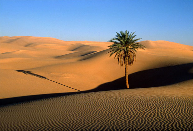 صور صحراء حلوة مع النخيل Palms And Desert Photos- عالم الصور